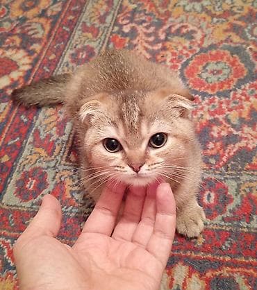 Britan yastı qulaq, Erkək — 6