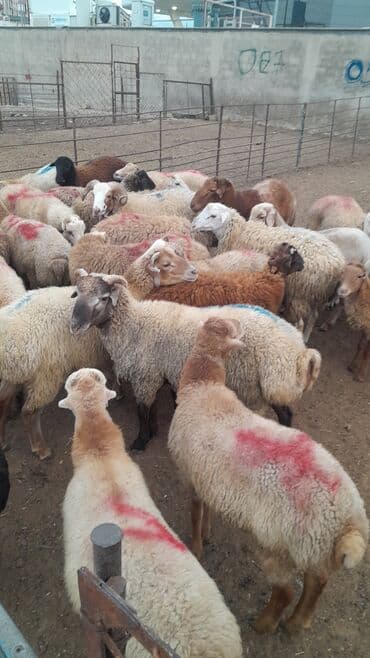 рынок животных в баку: Erkək, il: 8, 55 kq, Damazlıq, Ünvandan götürmə — 3