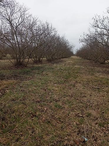 Mənzillər: Kənd təsərrüfatı — 1