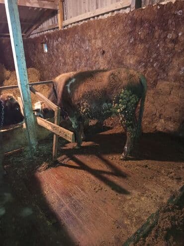 arpa bugda satisi: Satılır: 9 baş erkək dana,bordağa tam yararlı 2 aydır yem verilir — 2