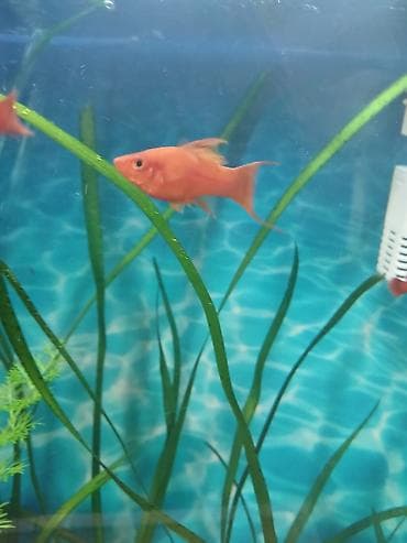 Balıqlar: Meçenos balığı, Sülhsevər — 3