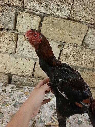 dağ toyuğu: Toyuq cücələri, Damazlıq, Ünvandan götürmə, Ödənişli çatdırılma — 6