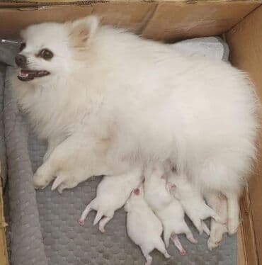 померанский шпиц цена баку: Şpitz, 2 ay, Dişi, Pulsuz çatdırılma — 1