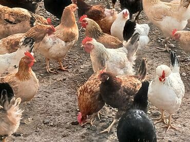 eşək şəkili: Toyuq, Ətlik, Ünvandan götürmə — 5