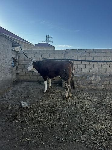Balıqlar: İki baş simmental düyə satılır. Biri 3 aylıq,biri isə 1 aylıq — 7