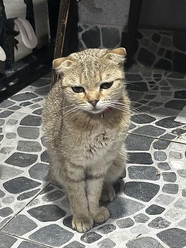 pisik satisi: Qızıl şinşilla, Dişi, Yaxşı əllərə, Ünvandan götürmə — 3