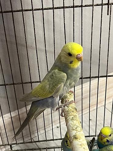 sirin heyvan adlari: Çernil rainbov biri 30 manat 
Ünvan Fatmayı kəndi — 2