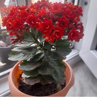 rozmarin bitkisi qiymeti: Zanbaq gül 8 azn, ətirli mürəbbə gülü 8 azn, pelargonia 8 azn — 2