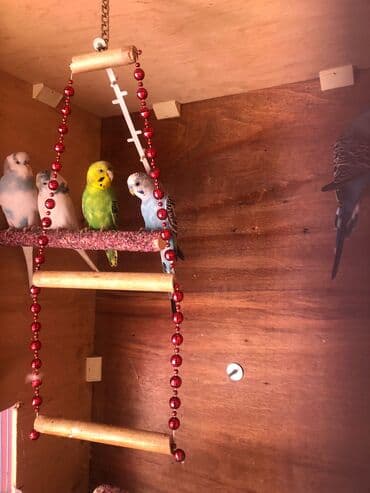 Digər heyvanlar: 3erkek 3disi hazir yuvalari var hamisin + elave 1boyuk qefes hediyye — 4