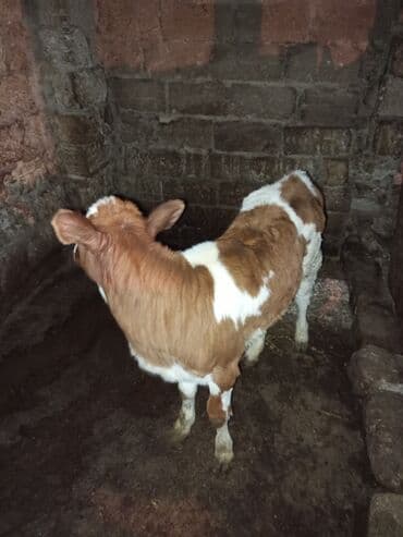 cins ineklerin qiymeti: Satılır: süd və ət istiqamətli mal-qara - 1 baş alaca inək: qara-ağ — 1