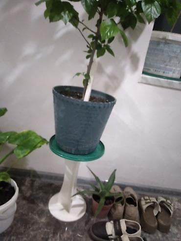 hamam dekoru: Masaüstü dekorativ stendlər. gyl. ciceklercyn.razmer 40sant - — 3