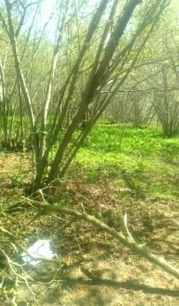 baki hovuzlu evler: 35 sot, Makler, Bələdiyyə — 3