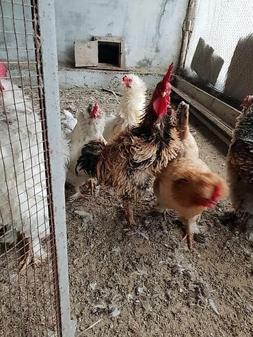 satdig quslar: Xoruz, il: 1, Ünvandan götürmə — 2