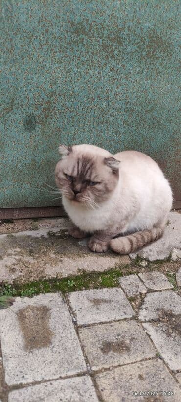 домик для кошек: Şotland yastı qulaq — 3