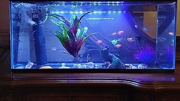 it yuvasi satilir: Akvarium satilir qiymete daxildir 30litrlik akvarium led filtr rengli — 1