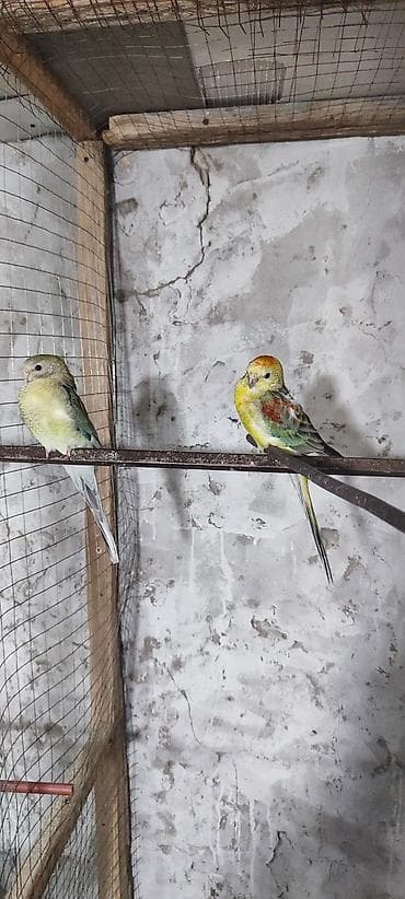 sabuncu heyvan bazari: - Quş növü: Boyalı pepsi 2 eded erkek diwi — 2