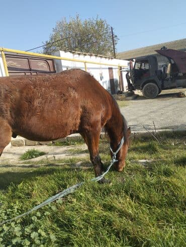 sudluk inekler satışı: Yük və kənd təsərrüfatı işləri üçün at - Rəng: qəhvəyi - Boy: orta - — 4