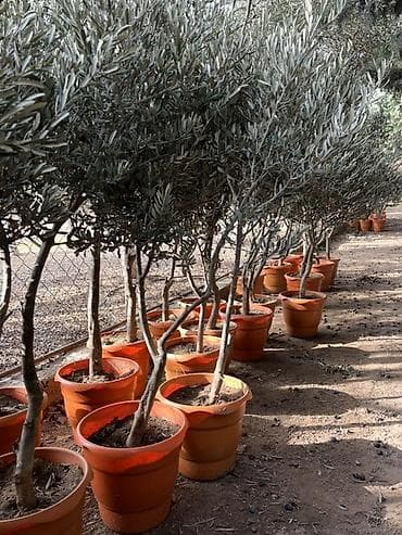 Zeytun ağacları – dibçəkdə yetişdirilmiş, dekorativ və məhsuldar sort
