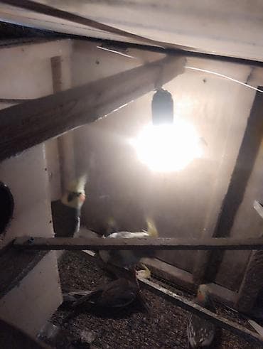 cənnət quşu: Hazir cutler.3 cut.Saglam aktiv quwdar.bir cutun altinda yumurtalari — 8