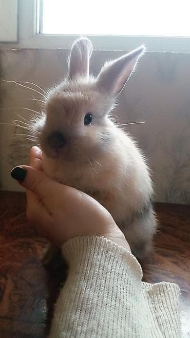 Ослы: Sevimli dekorativ dovşan balası - Növ: Ev dekorativ dovşanı (miniatür — 2