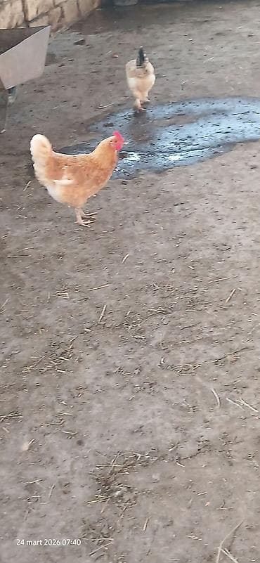 hinduska satisi: Курица, Для яиц, Самовывоз — 2