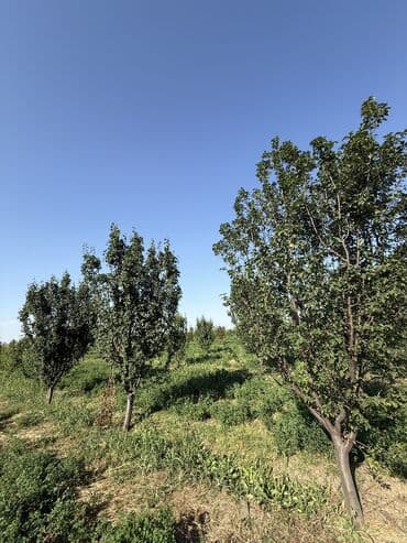 türkanda bağ evi satılır: Gəncə, 1500 kv. m, 1 otaqlı, Hovuzlu, Artezian quyusu, Su, İşıq — 4