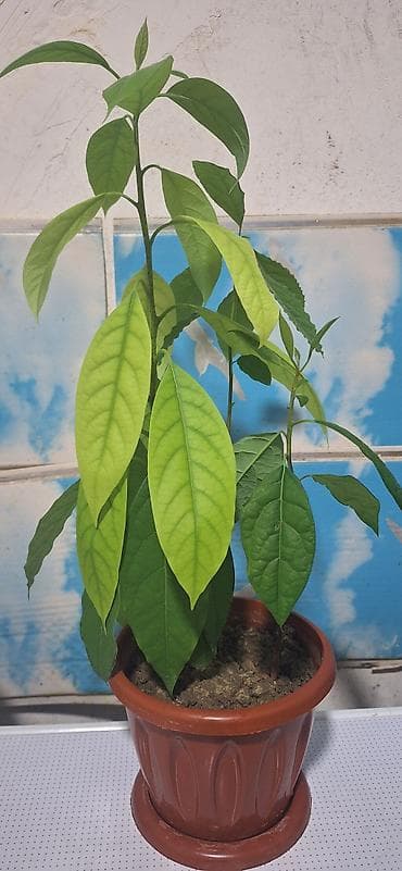 bitki satışı: Avokado fidanı – qapalı və ya açıq əkin üçün - Növ: Avokado (Persea — 1