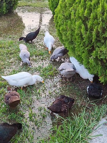 Kənd təsərrüfatı quşları: Salam lavanda krasnadar zumrud ve pekin ordek ballari iclerinde — 4