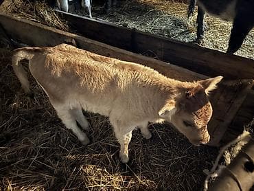 qurdbasar balasi satilir: 🐄 1-i buzovludur – balası yanındadır (Simental bala). 🐄 1-i boğazdır – — 4