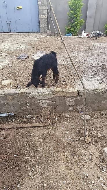 donuz satisi: Nubian tipli qəhvəyi ana keçi və onun balası satılır. Helep ana bala — 6