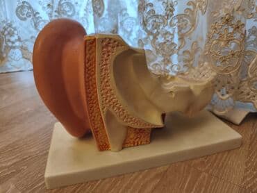 Tibbi geyim: Anatomik Qulaq Maketi – kəsik görüntü - İnsan qulağının xarici, orta — 4