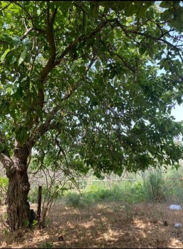 Bağ sahəsi və köhnə tikili - Geniş, yaşıllıqla əhatələnmiş bağ