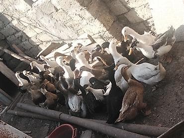 ordek balasi nece gune cixir: Salam Aleykum ördekler kom 16 azından satılır pekin kuban yaşılbas tek — 4