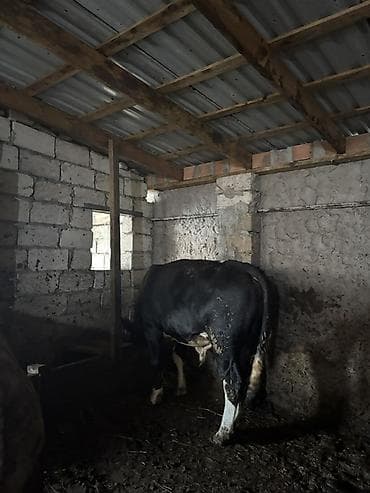cins ineklerin satisi 2018: Satılır: damazlıq və ətlik üçün erkək iribuynuzlu heyvanlar (öküzlər) — 2