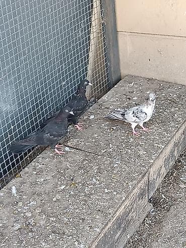 Pişiklər: Uçurmalı balaları. ağ dimdik qara ilə əbrəş iran quşlarından çıxıb — 2