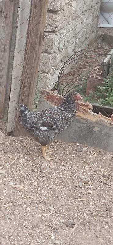 cins it: Toyuq, Damazlıq, Ünvandan götürmə — 3