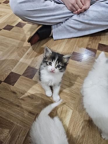 pisik esyalari: Yaxşı əllərə — 2