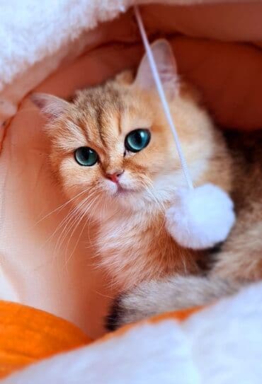 şotlan pişik: Şotland yastı qulaq, Erkək, Dişi, Yaxşı əllərə, Ünvandan götürmə, Pulsuz çatdırılma, Ödənişli çatdırılma — 66