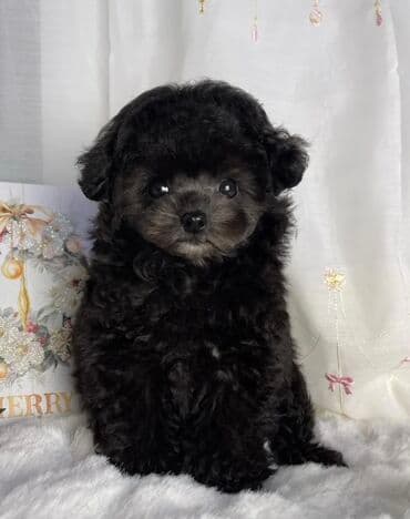 pudel bala: Pudel, 2 ay — 4