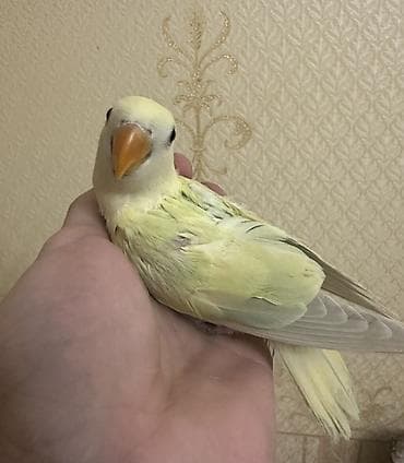 Gəmiricilər: Salam 40-45 günlük yeni yemə düşmüş balalardı. 3 ədəddir hamsı tam — 5