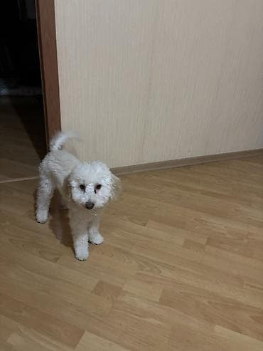 it balasi satisi: Pudel ag rengli real alicilar elaqe saxlasin 6ayliqdi — 3