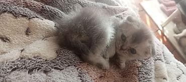 it cinsleri: Britan yastı qulaq, Erkək, Ünvandan götürmə — 4