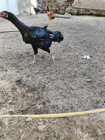 beceler: Heyvanlar merdekandadi. fikri ciddi olanlara etrafli melumat — 4