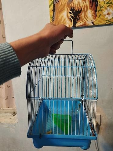 canavar dişi satılır: Erkək dişi birlikdə satılır tam sağlam .1 aylıq yemi 2 meşok apilkası — 4