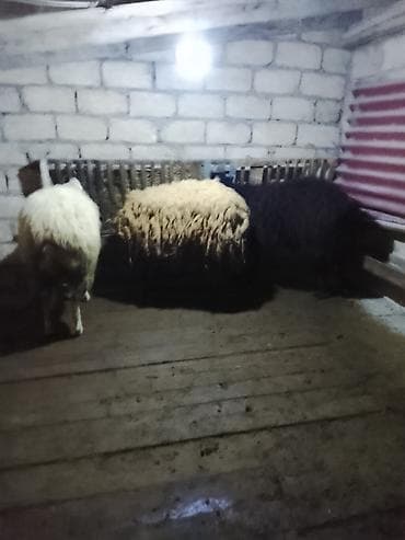 qoyunu: 3bas erkək toglular satılır öz qapı heyvanlarimdi arpa yemiş — 1
