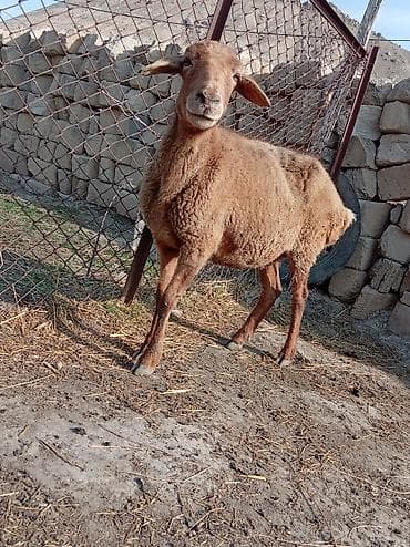 Qoyun satılır yaşdı qoyun du boğazdi yelindidi