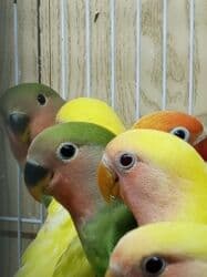 Gəmiricilər: Tutuquşu popuqay nerazlucnik . Bir ayından üç ayınadək balalar — 3