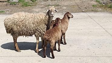 Qoyun ailəsi – ana qoyun və iki quzu - Növ: yerli qoyun (ana) və iki
