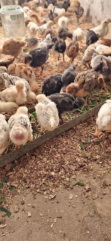 cuce adi: Toyuq cücələri, Damazlıq, Ödənişli çatdırılma — 10