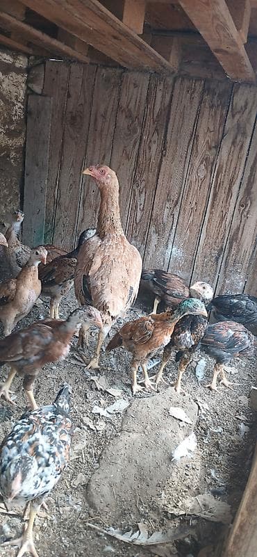 qus satisi: Heyrati6 ti cuce 1 ay yarimliqdi 1 Fere yeni analari 150 manata super — 1
